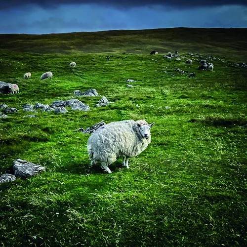 POOR GENETIC MATERIAL / プアー・ジェネティック・マテリアル / PASTORAL