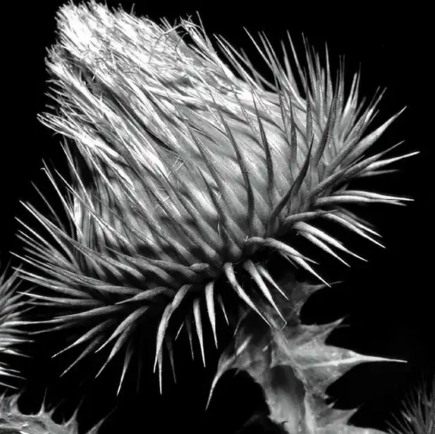 DANIELE CIULLINI & FORBICI DI MANITU' / SHADOW CONES [CD]