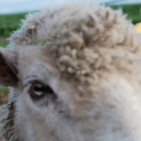 No.MEN / BAA, AS THE SHADOWS LOOM