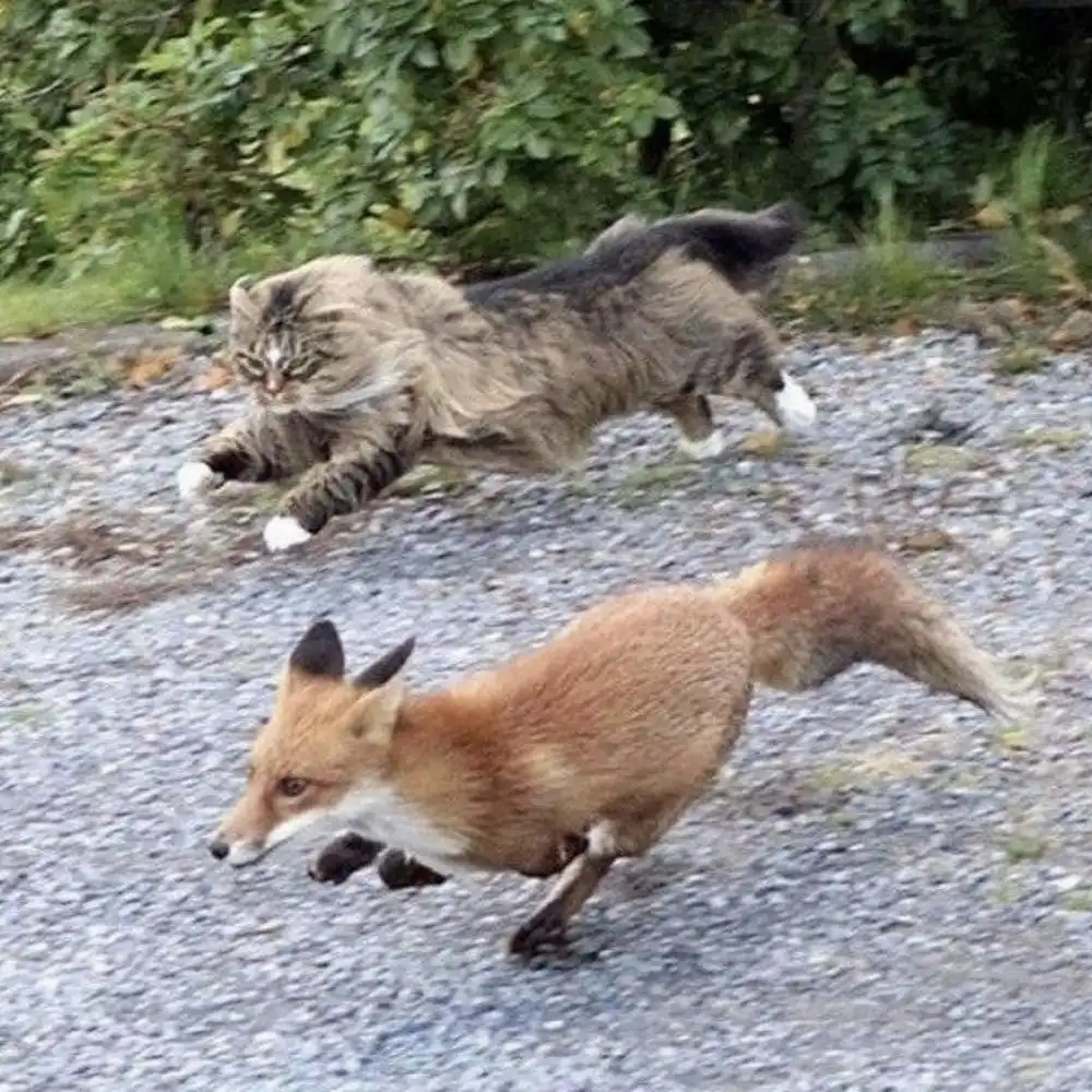 蘭アムステルダムのポストパンク / エクスペリメンタル・ダブ・トリオ 待望のデビュー作!! DEVON REXI MEETS JOHN T. GAST / BREATHSTEP 