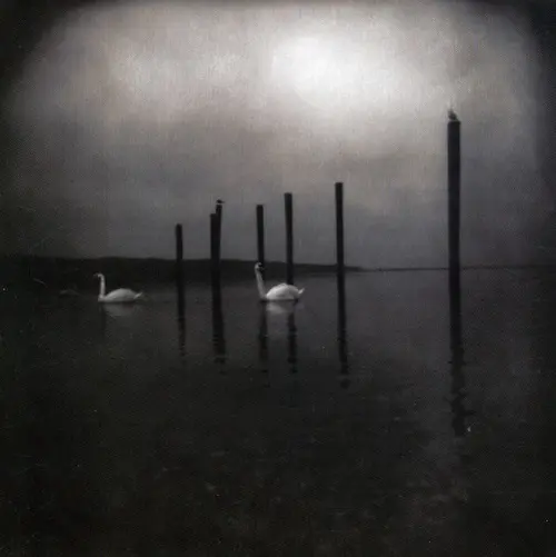 OM / オム / CONFERENCE OF THE BIRDS (LP)