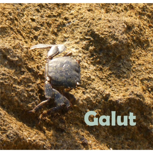 ALAN SONDHEIM / アラン・ソンドハイム / GALUT: Ballads of Wadi-Sabi