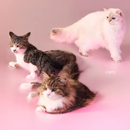 cats (初回限定盤) (CD+Photobook)/My Hair is Bad/初回限定盤は今年