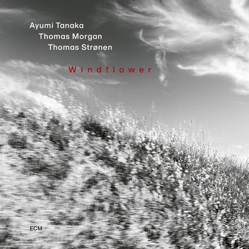 AYUMI TANAKA / Windflower