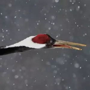 MIC JACK PRODUCTION X YUKIGUNI / 防人ノ唄