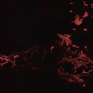 SVARTE GREINER / MOSS GARDEN