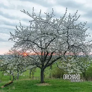 ORCHARD (AIDAN BAKER, GASPAR CLAUS, FRANCK LAURINO) / SERENDIPITY (CD)