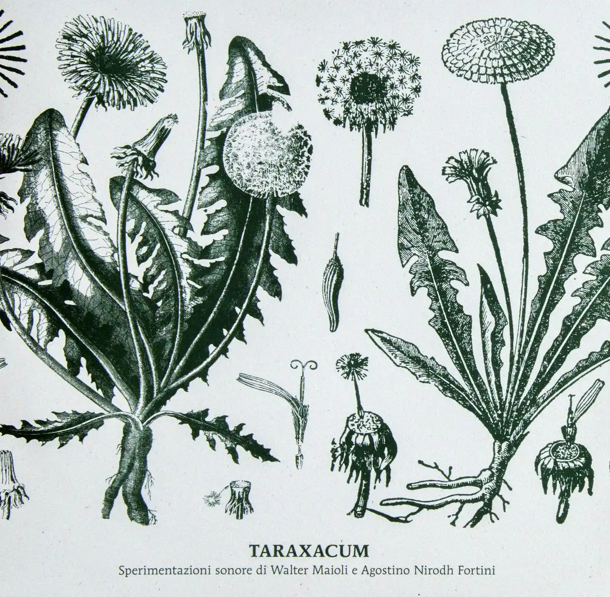 WALTER MAIOLI & NIRODH FORTINI / TARAXACUM (LP)
