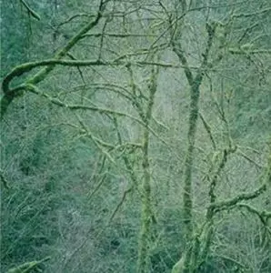 SIX ORGANS OF ADMITTANCE / シックス・オルガンズ・オブ・アドミッタンス / DUST & CHIMES (LP)