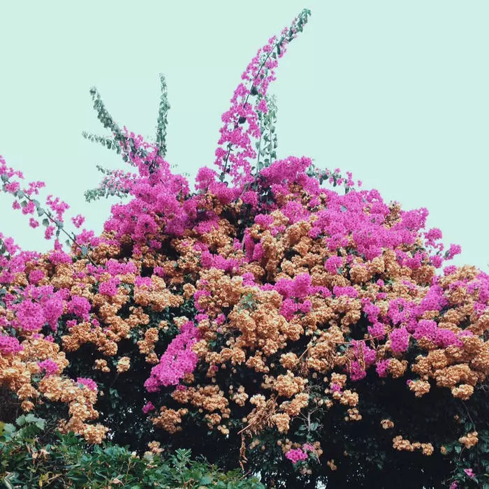 JAY SOM / ジェイ・ソム / TURN INTO