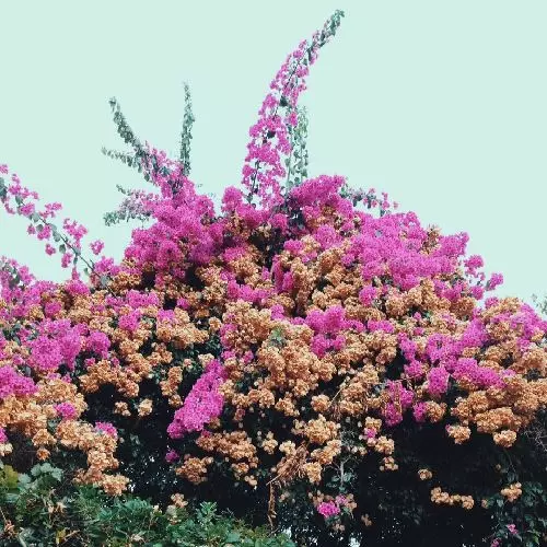 JAY SOM / ジェイ・ソム / TURN INTO (LP)