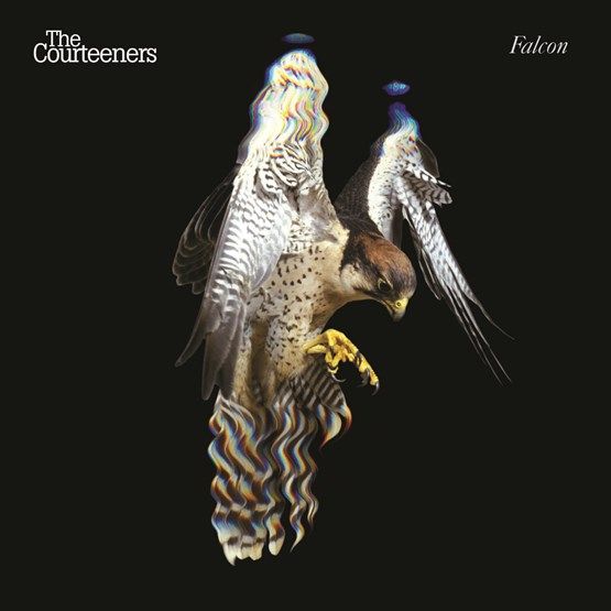 COURTEENERS / コーティナーズ / FALCON [COLORED 180G LP]