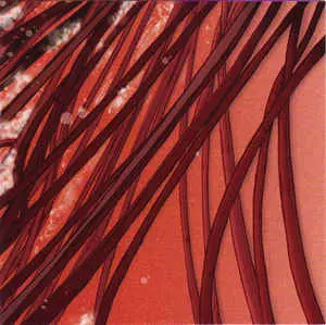 RECLOOSE / リクルース / CARDIOLOGY