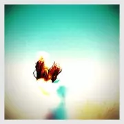 POLAR M / Northern Birds