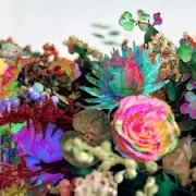 DARKSTAR / ダークスター / News from Nowhere