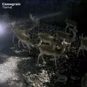 CASSEGRAIN / Tiamat