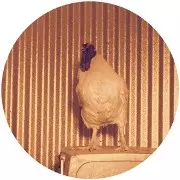 CHICKEN LIPS / チキン・リップス / He Not In
