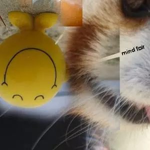 MIND FAIR  / マインド・フェア / MIND FAIR