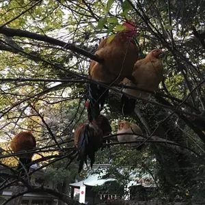 MERZBOW / メルツバウ / TOMARIGI