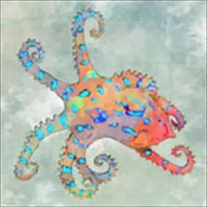 希少盤！ ドミコ わお、だいびんぐ【MC25】 ドミコ わお、だいびんぐ 希少盤！ ドミコ わお、だいびんぐ【MC25】