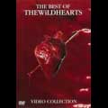 WILDHEARTS / ワイルドハーツ / THE BEST OF THE WILDHEARTS(VIDEO COLLECTION)