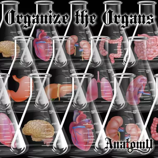 ANATOMY / アナトミー / ORGANIZE THE ORGANS / オーガナイズ・ジ・オーガンズ