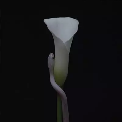 ANIMALS AS LEADERS / アニマルズ・アズ・リーダーズ / PARRHESIA