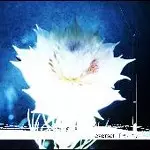 邦楽 everset 咲いて/everset/エバーセット｜日本のロック｜ディスクユニオン