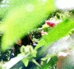 Minuano / ある春の恋人