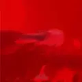 FRICTION / フリクション / 2013-Live Friction