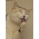 佐々木美夏 / ミュージシャンと猫