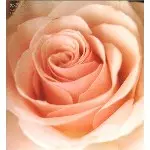 サニーデイ サービス BEST FLOWER BEST FLOWER/Sunny Day Service/サニーデイ・サービス｜日本の