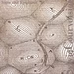 SYLVIE COURVOISIER / シルヴィー・クルボアジェ / SINGS AND EPIGRAMS