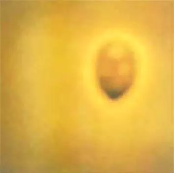 INVISIBLE (ARGENTINA) / インビシブレ / DURAZNO SANGRANDO