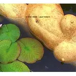 EX-WISE HEADS / エクス・ワイズ・ヘッド / LIQUID ASSETS