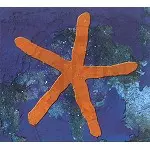 FISH (PROG) / フィッシュ / 13TH STAR