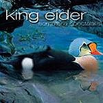 KING EIDER / SOMATERIA SPECTABILIS