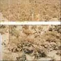 LINEAGE SITUATION/NEIL PERRY/ニールペリー｜PUNK｜ディスクユニオン