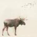 dry river string / ドライリバーストリング / BURLED EP