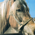 TERVEET KADET / THE HORSE (レコード)