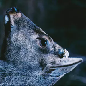 toe / The Book About My Idle Plot On a Vague Anxiety (LP/GATEFOLD)