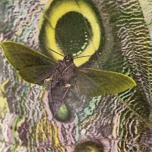 MOTHMEN / PAY ATTENTION! / ペイ・アテンション!