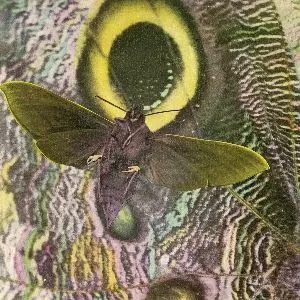 MOTHMEN / PAY ATTENTION!