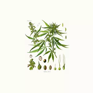 ESPER / エスパー / HOME GROWN: SOUNDS OF RUSH / 自家栽培: ラッシュ時の音響 (LP)