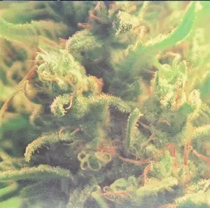 FULL BLOOM / TIME ZONES