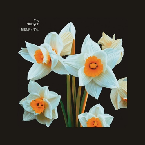 THE HALCYON / 相似形/水仙