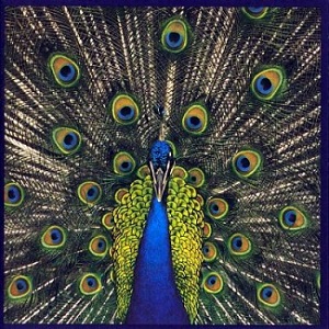 EXPECTING TO FLY/BLUETONES/ブルートーンズ｜ROCK / POPS / INDIE 