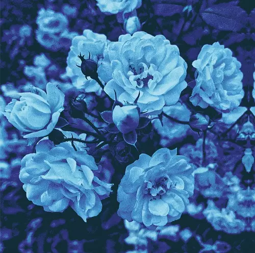 RAY 『Blue』　CD シューゲイザー　アイドル　ドッツトーキョー Blue/RAY (JPN)｜日本のロック｜ディスクユニオン・オンラインショップ
