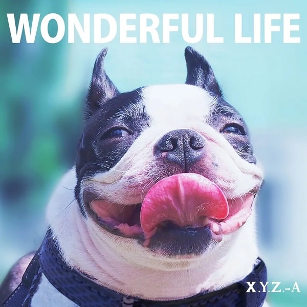 X.Y.Z. A / X.Y.Z.→A / WONDERFUL LIFE <豪華盤 CD+DVD>