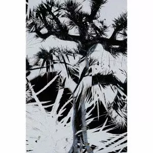 Plastic Tree/Plastic Tree/完全生産限定盤｜日本のロック｜ディスク